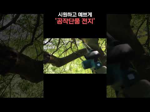 시원하고 예쁘게 공작단풍전지! 너무 늦어서 미안^^ #shorts