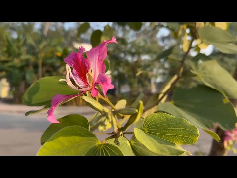 마음상처 치유음악 🌲하루10분 만병을 치료 해주는 힐링 명상 기치료 음악 및 영상 - 아침음악, 힐링음악, 명상음악, 스트레스해소음악