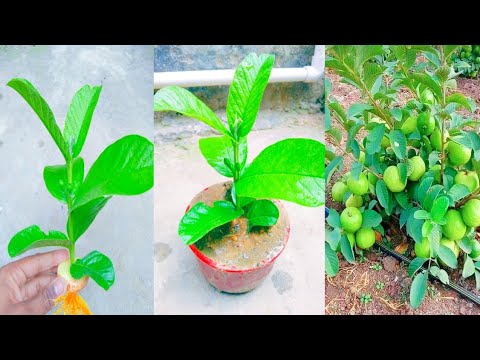 Easy tip grow guava tree cutting with patato! how to propagate guava tree at home