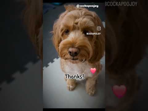 ❤️💙💜💖💚🩷🩵🩶🤍🧡🖤#joy#cockapoo#dogvlog #puppy #puppyjoy ##cuteanimal