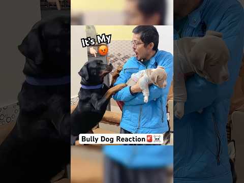 Bullydog vs Rottweiler🚨 most dangerous dog ￼ #shorts #dog #husky #bully￼ | Review reloaded