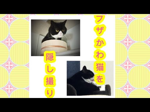 フザかわ猫を隠し撮り！おヒマな猫好きな人どーぞ。