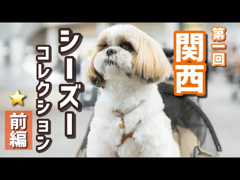 【夢のシーズー天国🥹】第1回関西シーコレに参加してきました！ステージイベントにも出場🐶