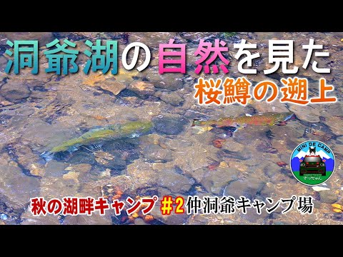 北海道キャンプ！洞爺湖の秋キャンプで自然を見た！仲洞爺キャンプ場のサクラマス遡上！連泊キャンプ2日目