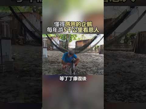 一隻懂得感恩的企鵝 ，每年游5千公里跨海而來看老爺爺!#動物#感恩#可愛#報恩#shorts