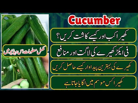 When and How to Cultivate Cucumbers - Kheera kab aur kaise kasht karein - Covered by Taza Pakistan