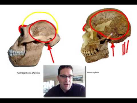 Skullcast: comparison of hominin skulls