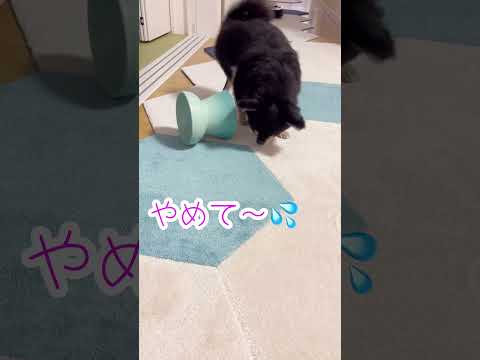 高級なお皿を回すのやめて！！　ブラックタンチワワの麦#shorts #dog #puppy #chihuahua #cutedogs #funnydogs#チワワ