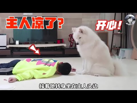 男主测试猫跟狗“忠诚度”，发现养了两个白眼狼，太扎心了吧