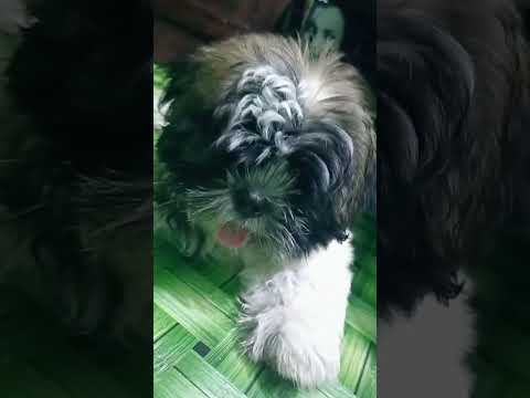 Bukoy2s love❤️ #shortsvideo ##doglover #shitzu #shorts #youtubeshorts #fyp #viral