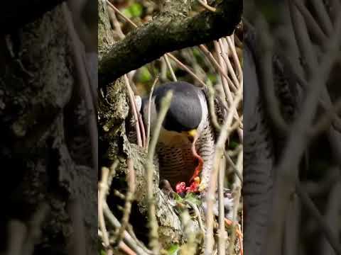 Peregrine Falcon Eating Wild Spaghetti.  #short  #shorts  #shortsvideo   #shortvideo