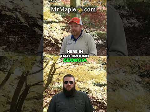 Fall Colors at Gibbs Gardens  A Japanese Maple Wonderland