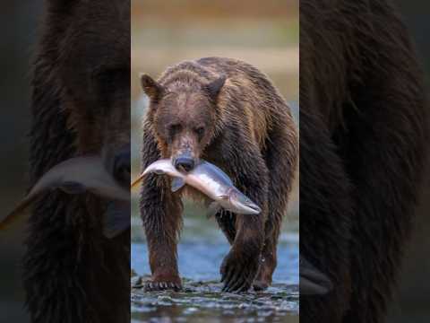 Wild Grizzly Bears Catching Salmon || Amazing Wildlife || #bear #wildlife #animals #viral #shorts