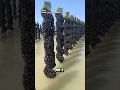 Harvesting Delicious Green Mussels