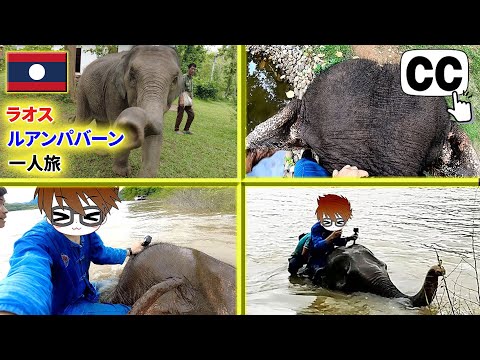 [Highly recommended] Powerful! Ride an elephant in Luang Prabang! 🐘🐘🐘