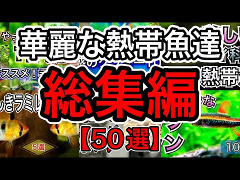 【見どころ満載】熱帯魚ファンに贈る！カラシンやグラミーなどオススメ生体50選ご紹介【淡水魚 アクアリウム】