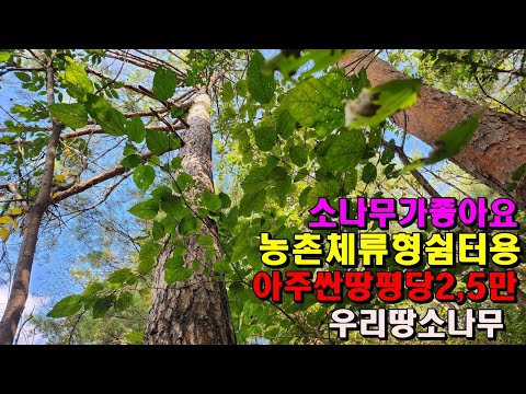 농촌체류형쉼터용 아주싼땅/1230평/3,000만원/우리땅소나무가좋아요/정선부동산매매/정선토지매매