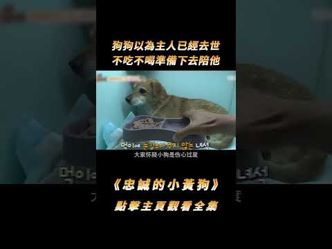 火災後狗狗以為主人已經去世，不吃不喝準備下去陪他，得知後老人淚崩#shorts