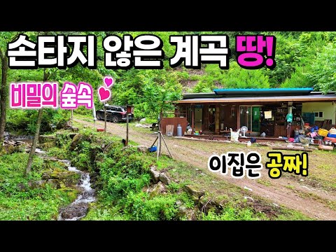 30.진심! 맑은계곡!✨주택은 공짜! 계곡땅매매.김삿갓 숲속 평화롭고 숨겨진 휴식처 방문기" 오프로드 캠퍼추천~ 가까운 오지다 ! 강추 제천땅집부동산TV