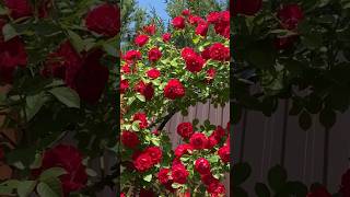 How beautiful view of red roses (26/7)