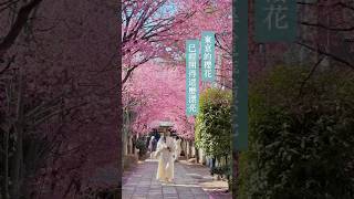 現在(2024.3.11)的東京🌸🌸早開櫻已經開很多囉！4 個阿龜櫻景點一日走訪 #東京 #櫻花 #日本櫻花 #賞櫻