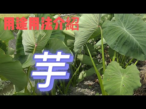 芋的介紹#草藥#芋頭#芋