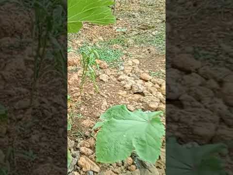 tumataba na ng kunti #okra #shortsyoutube #okraplants #smallgarden #probinsyalife