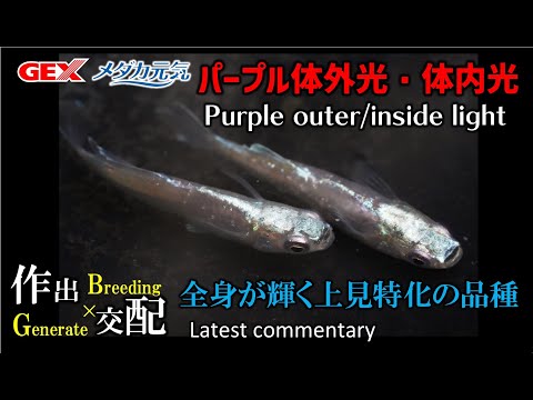 【花小屋 戸松具視 2023最新解説⑮】かなり赤みの強い体内光が種となっており、頭部の体外光、背中のパープル、ラメ、ヒレ光とまさに上見特化の品種Vol.15/25【パープル体外光、体内光】