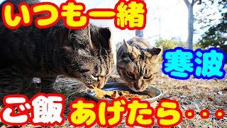 【最強寒波】いつも一緒に生きる猫にご飯をあげたら・・・ 地域猫ボランティアさん急逝後に火事エリア さくらねこたちへの給餌