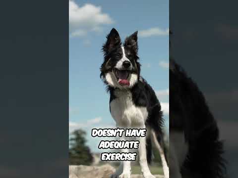 Avoid These Common Dog Exercise Mistakes for Their Health!