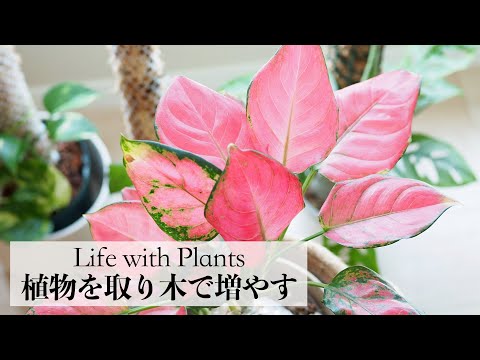 【観葉植物】取り木で安全に増やす方法【サトイモ科/フィロデンドロン/アグラオネマ】