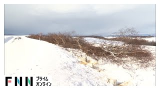 北海道・美瑛町の絶景「人気シラカバ並木」約40本伐採　“オーバーツーリズム”？…「人多く通行にも支障」と町に伐採の要望　農作物への影響も理由