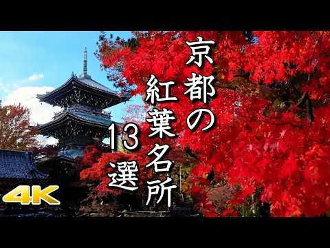 4K Kyoto's spectacular autumn leaves 🍁 13 selections]Vibrant sights in 2023