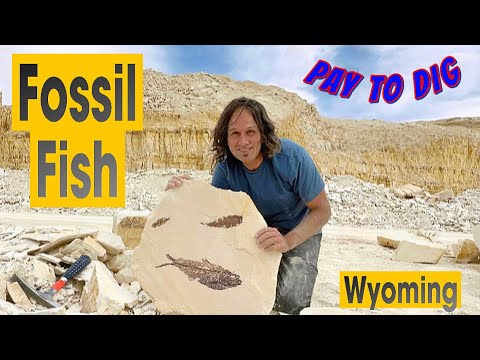 Some of the BEST Fossil Fish on Earth found here!