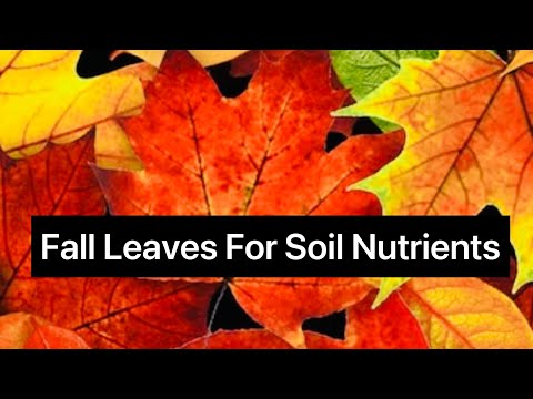 Fall Leaves For Soil Nutrients