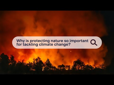 Why is protecting nature so important for tackling climate change?