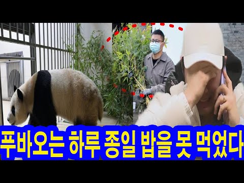 사육사는 푸바오 방안에 CCTV 보고 눈물 뚝! 푸바오가 하루 종일 대나무 한입도 먹지 않다! 사육사는 최고의 의사에게 개입을 요청한다! 팬들 푸바오를 너무 걱정 “맙소사”