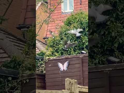 Birds Stuck in the Tree 🌳 🕊️🦅🦅#shortsvideo #shorts #birds #nature #birdlives