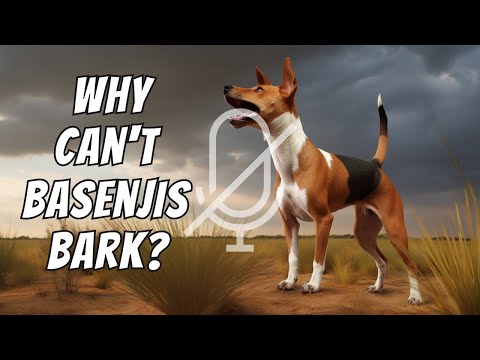 Basenji Facts: 10 Interesting Facts About Basenjis