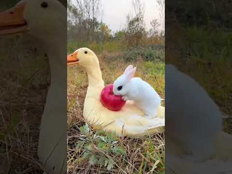 So cute 🥰 🍎 #rabbit #duck #shorts