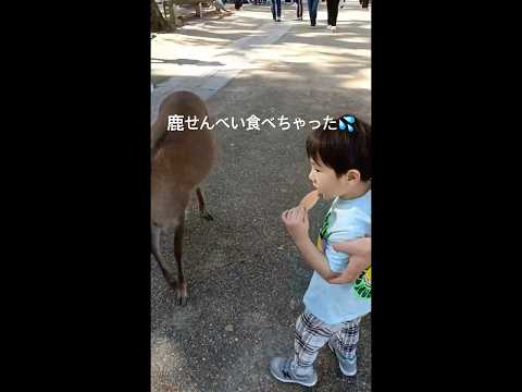 鹿せんべい食べちゃった！　4歳男の子