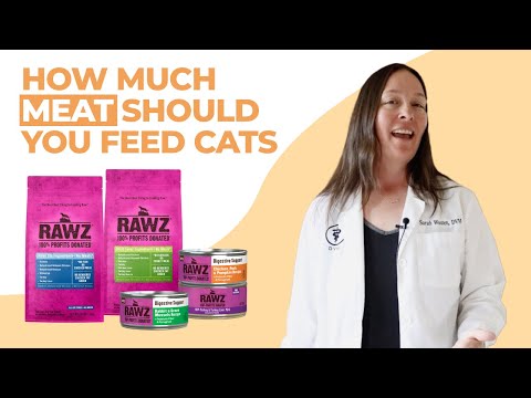 How Much Meat Should You Feed Your Cat? (Vet Explains)