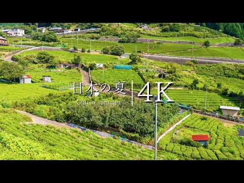 [Japan's summer scenery] Machu Picchu in Gifu - Visit the tea plantation in the sky - JAPAN 4K