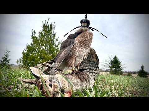 Hawk vs Rabbit