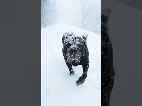 FROZEN Bear #canecorso #dog #shorts