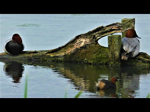 LITTLE GREBES vs POCHARDS 👀