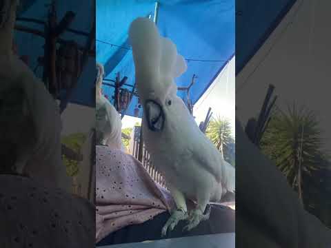 Marcel ain’t happy that Jewel is sitting on his favourite spot #cockatoos #parrot #cockatoojewel