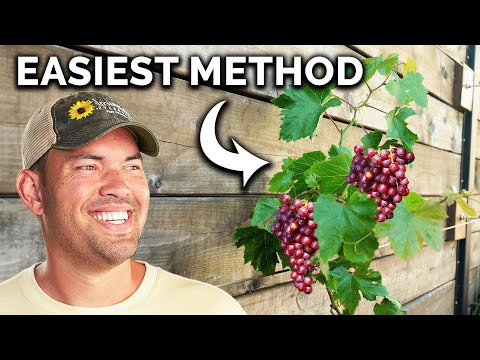 Backyard Grape Trellis Build!