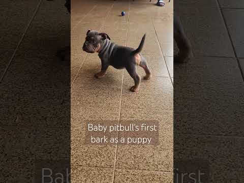 First Bark! #dog #puppy #cute #baby #pitbull #family #vacation #travel #brazil #subscribe #shorts