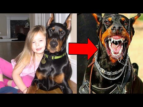 A Family Adopted a Doberman, But 4 Days Later, They Heard a Scream that Changed Everything